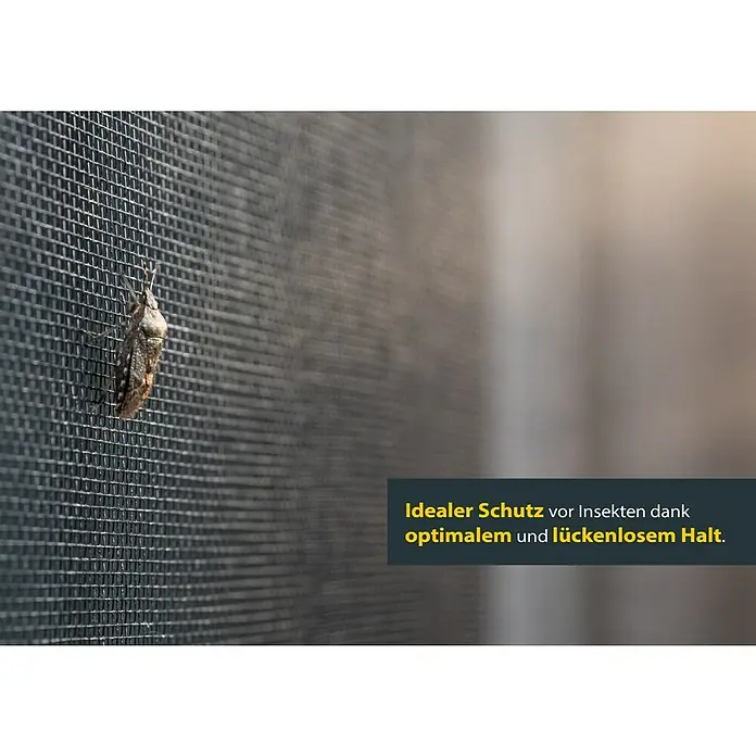 Schellenberg Insect Stop Insektenschutzfenster - B x H: 100 x 120 cm, Magnetisch anheften, Farbe Rahmen: Anthrazit - Insektenschutzgitter mit Insekt. Optimaler Schutz dank lückenlosem Halt.