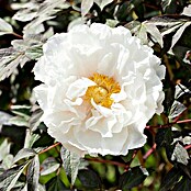 Paeonia suffruticosa6