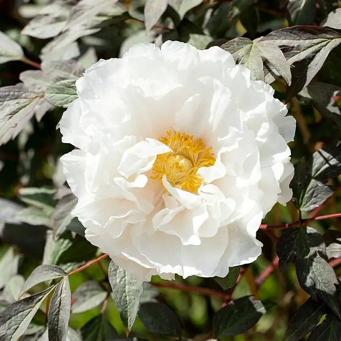 Piardino Pfingstrose - Paeonia x suffruticosa, Topfgröße: 24 cm, Sortenabhängig - Nahaufnahme einer strahlend weißen Pfingstrose mit leuchtend gelbem Zentrum, umgeben von dunklem Laub.