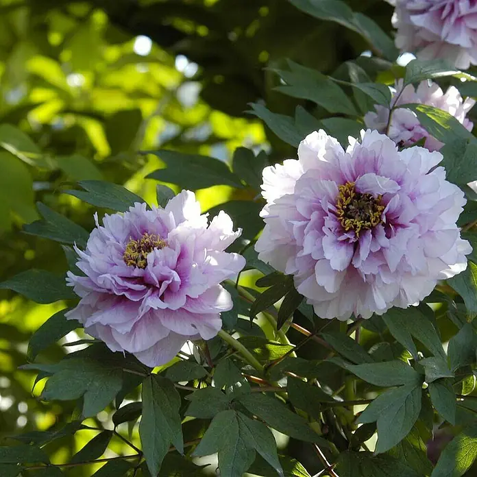 Piardino Pfingstrose - Paeonia x suffruticosa, Topfgröße: 24 cm, Sortenabhängig - Nahaufnahme von zwei üppigen, blassrosa Pfingstrosenblüten mit gelben Staubgefäßen, umgeben von sattgrünen Blättern.