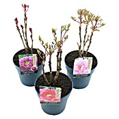 Paeonia suffruticosa3 i.S.