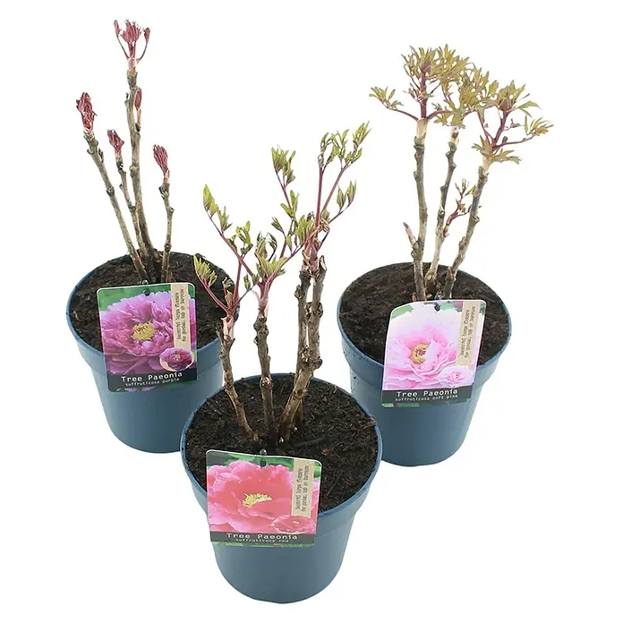 Piardino Pfingstrose - Paeonia x suffruticosa, Topfgröße: 19 cm, Sortenabhängig - Drei Topf-Päonien-Pflanzen in verschiedenen Farben mit den Sortennamen auf Etiketten dargestellt.