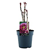 Paeonia suffruticosa3 i.S.