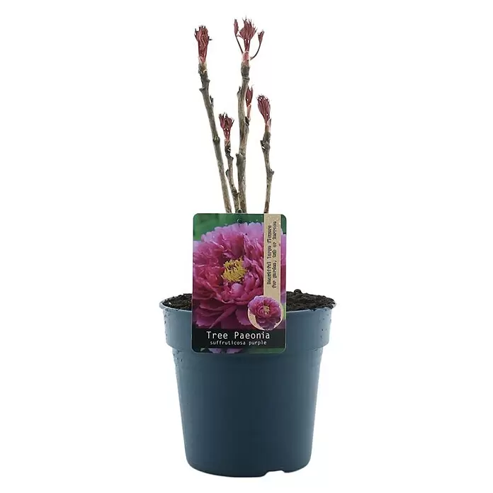 Piardino PfingstrosePaeonia x suffruticosa, Topfgröße: 19 cm, Sortenabhängig