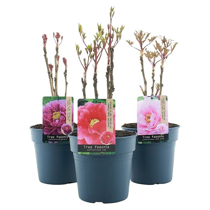 Paeonia suffruticosa3 i.S.