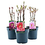 Paeonia suffruticosa3 i.S.