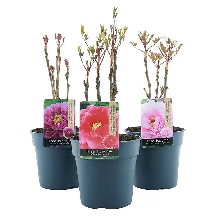 Piardino PfingstrosePaeonia x suffruticosa, Topfgröße: 19 cm, Sortenabhängig