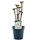 Paeonia suffruticosa3 i.S.