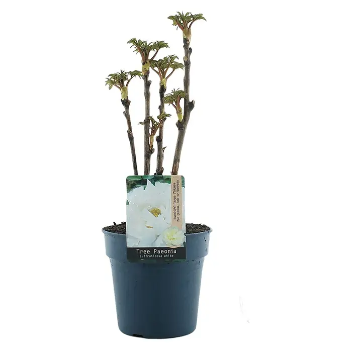 Piardino Pfingstrose - Paeonia x suffruticosa, Topfgröße: 19 cm, Sortenabhängig - Baum-Pfingstrose 'Suffruticosa White' im Topf. Eine elegante Pflanze mit weißen Blüten, ideal für den Garten oder als Dekoration im Haus.