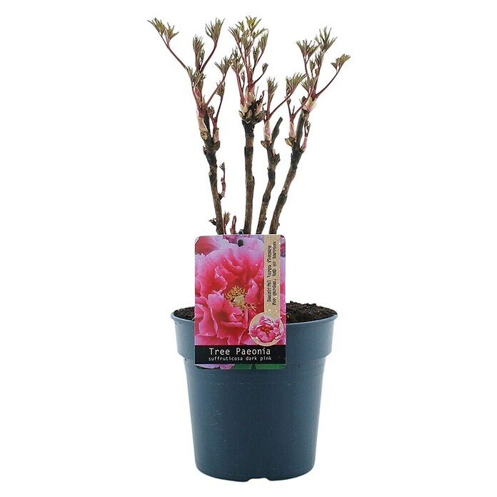 Paeonia suffruticosa3 i.S.
