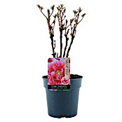 Paeonia suffruticosa3 i.S.