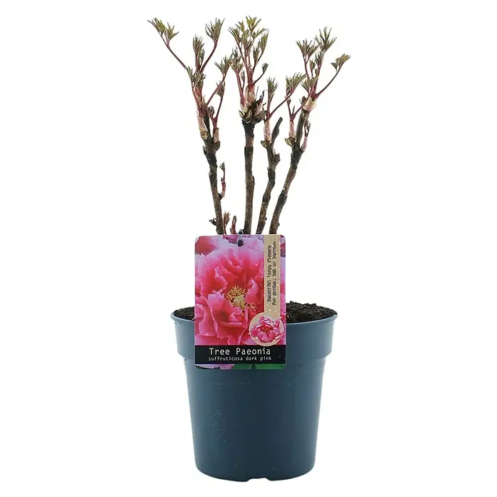 Piardino Pfingstrose - Paeonia x suffruticosa, Topfgröße: 19 cm, Sortenabhängig - Topf-Pfingstrose 'Suffruticosa Dark Pink', eine elegante Ergänzung für Garten oder Topf. Zarte Blütenblätter in dunklem Rosa, ein echter Hingucker!