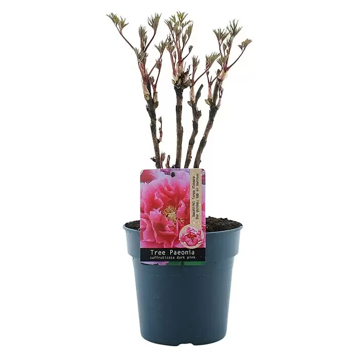 Piardino PfingstrosePaeonia x suffruticosa, Topfgröße: 19 cm, Sortenabhängig