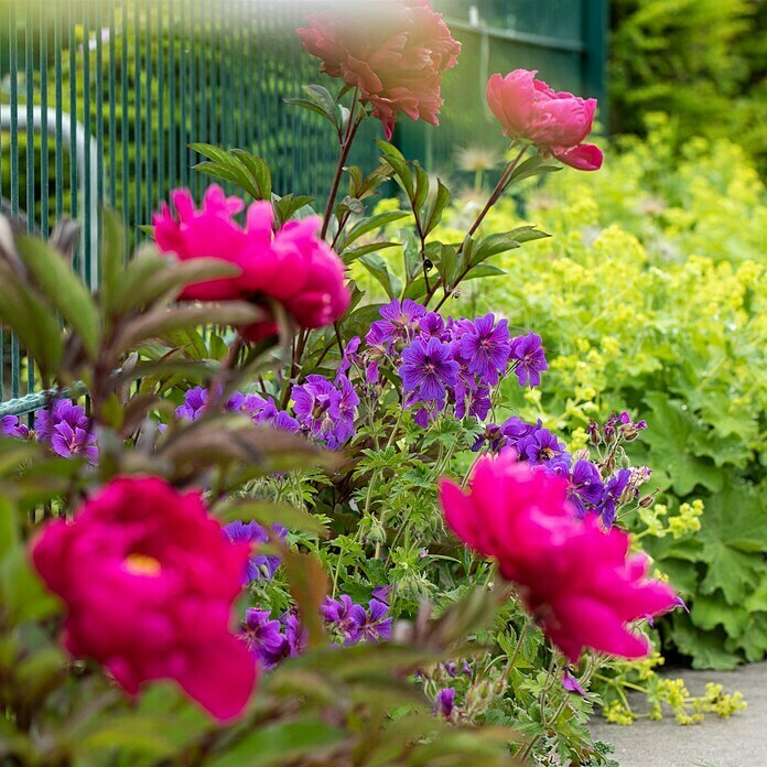 Paeonia suffruticosa6