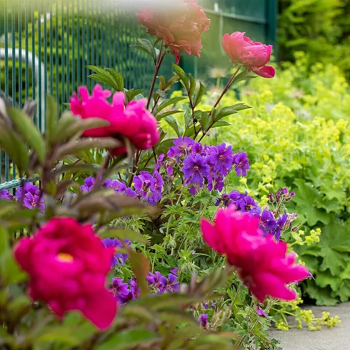 Piardino Pfingstrose - Paeonia x suffruticosa, Topfgröße: 24 cm, Sortenabhängig - Nahaufnahme von leuchtend pinkfarbenen Pfingstrosen und lila Geranien vor einem grünen Zaun, die die Farbenpracht des Gartens betonen.