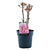 Paeonia suffruticosa3 i.S.