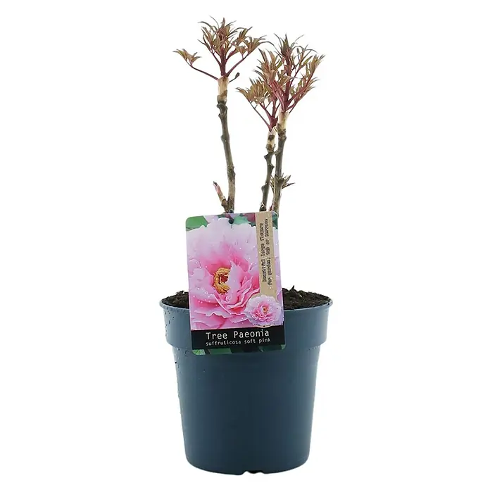 Piardino Pfingstrose - Paeonia x suffruticosa, Topfgröße: 19 cm, Sortenabhängig - Topf mit einer Strauchpfingstrose 'Soft Pink'. Attraktive Pflanze mit zartrosa Blüten für Garten oder Topf.