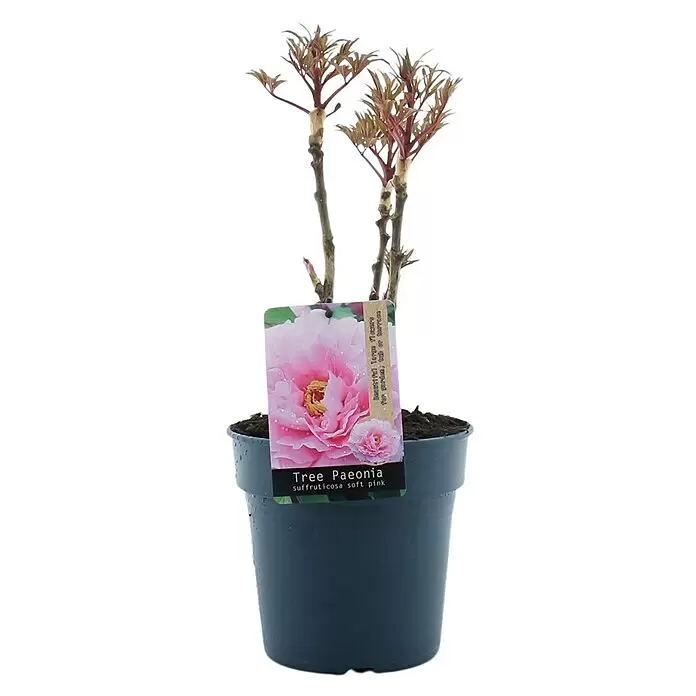 Piardino PfingstrosePaeonia x suffruticosa, Topfgröße: 19 cm, Sortenabhängig