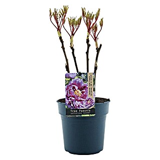 Piardino Pfingstrose (Paeonia x suffruticosa, Topfgröße: 19 cm, Sortenabhängig)