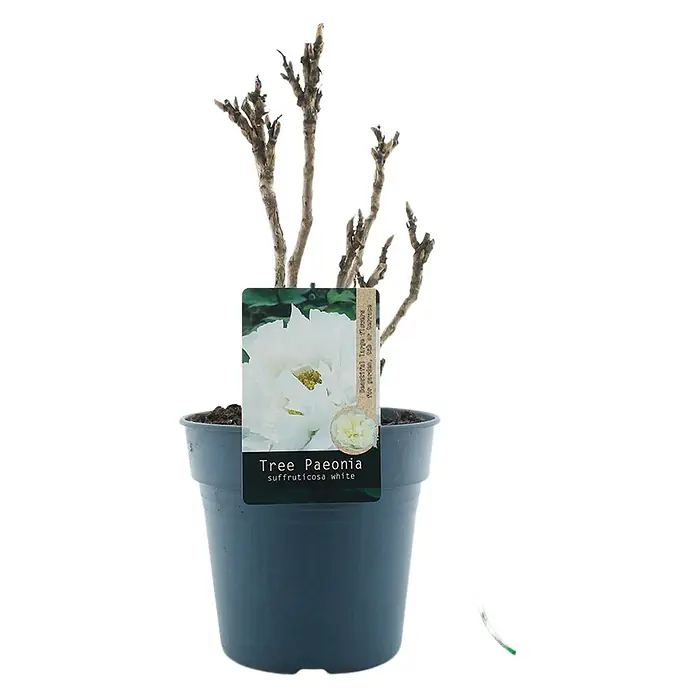 Piardino Pfingstrose - Paeonia x suffruticosa, Topfgröße: 24 cm, Sortenabhängig - Ein 'Tree Paeonia suffruticosa White' im Topf, bereit für den Garten. Die elegante Pflanze verspricht eine schöne Blüte.