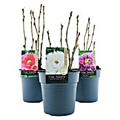 Paeonia suffruticosa6