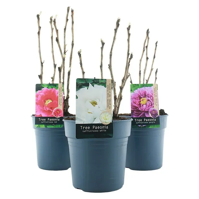 Piardino Pfingstrose - Paeonia x suffruticosa, Topfgröße: 24 cm, Sortenabhängig - Drei Topfpflanzen der Baum-Pfingstrose (Paeonia suffruticosa) in Rot, Weiß und Lila, ideal für Garten oder Terrasse.