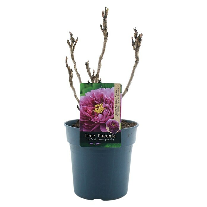 Paeonia suffruticosa6