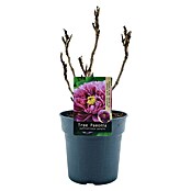 Paeonia suffruticosa6