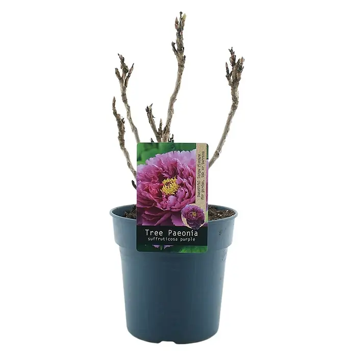 Piardino Pfingstrose - Paeonia x suffruticosa, Topfgröße: 24 cm, Sortenabhängig - Baumpäonie 'Suffruticosa Purple' im Topf mit Etikett, das eine blühende Pflanze zeigt. Ideal für Gartenliebhaber, die Farbe suchen.