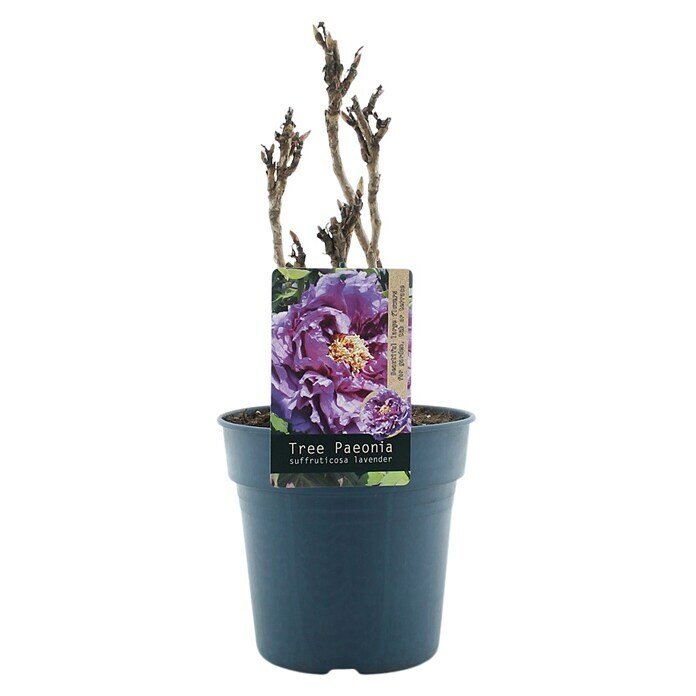 Paeonia suffruticosa6