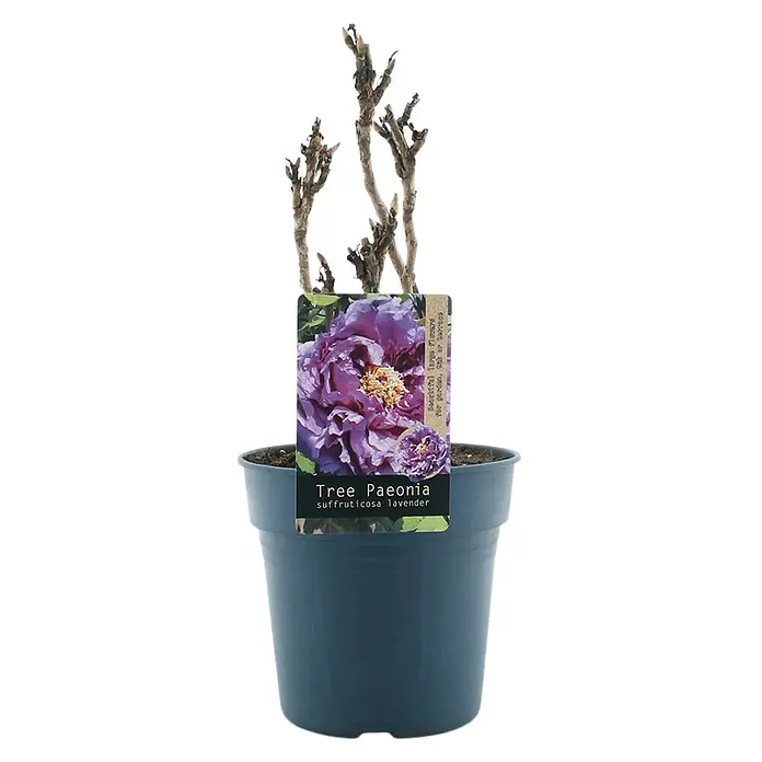 Piardino Pfingstrose - Paeonia x suffruticosa, Topfgröße: 24 cm, Sortenabhängig - Ein 'Tree Paeonia suffruticosa Lavender' im Topf. Die Pflanze hat markante, braune Stängel und ein Etikett mit einer lila Pfingstrose.