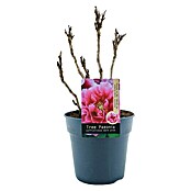 Paeonia suffruticosa6