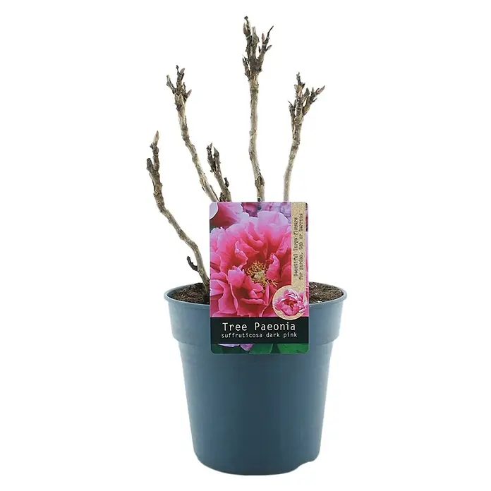 Piardino Pfingstrose - Paeonia x suffruticosa, Topfgröße: 24 cm, Sortenabhängig - Nahaufnahme einer „Tree Paeonia suffruticosa dark pink“-Pflanze in einem Topf mit einem Etikett, das ihre dunklen, rosa Blüten zeigt.