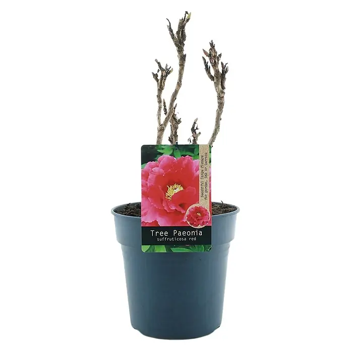 Piardino Pfingstrose - Paeonia x suffruticosa, Topfgröße: 24 cm, Sortenabhängig - Baum-Päonie 'Suffruticosa Red' im Topf. Eine attraktive Gartenpflanze mit leuchtend roten Blüten, die jeden Garten bereichert.