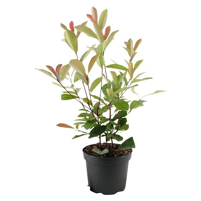 Glanzmispel (45 Stk., 80 cm - 100 cm, Photinia fraseri 'Red Robin') | BAUHAUS