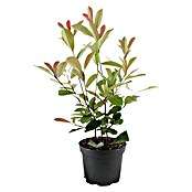 Glanzmispel (45 Stk., 80 cm - 100 cm, Photinia fraseri 'Red Robin') | BAUHAUS