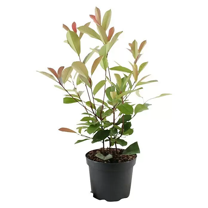 Glanzmispel45 Stk., 80 cm - 100 cm, Photinia fraseri 'Red Robin'