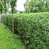 Liguster (60 Stk., 100 cm - 125 cm, Ligustrum ovalifolium) | BAUHAUS