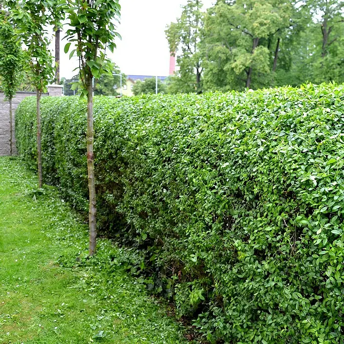 Liguster40 Stk., 150 cm - 175 cm, Ligustrum ovalifolium - Ein gepflegter, grüner Ligusterhecke dient als natürliche Grundstücksbegrenzung und bietet Privatsphäre im Garten.