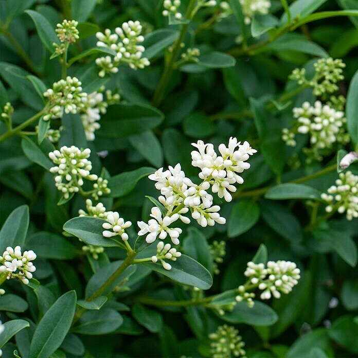 Liguster (100 Stk., 60 cm - 80 cm, Ligustrum ovalifolium) | BAUHAUS