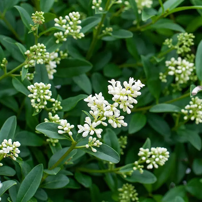 Liguster40 Stk., 150 cm - 175 cm, Ligustrum ovalifolium - Nahaufnahme von blühendem Liguster mit kleinen weißen Blüten und grünen Blättern, ideal als Heckenpflanze oder Zierstrauch im Garten.