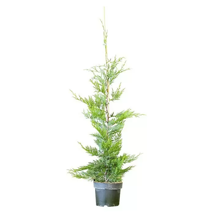 Leyland-Zypresse60 Stk., Aktuelle Wuchshöhe: 80 cm - 100 cm, Cupressocyparis leylandii