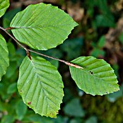 Rotbuche (60 Stk., Aktuelle Wuchshöhe: 100 cm - 125 cm, Fagus sylvatica) | BAUHAUS