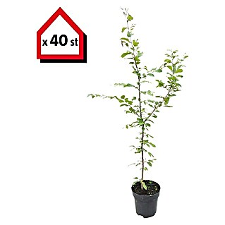 Hainbuche (40 Stk., 125 cm - 150 cm, Carpinus betulus)
