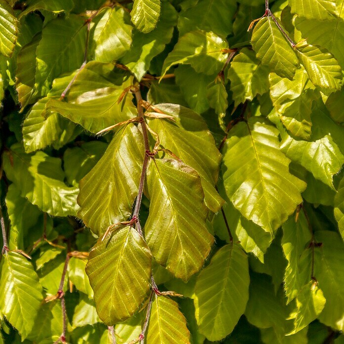 Rotbuche (60 Stk., Aktuelle Wuchshöhe: 100 cm - 125 cm, Fagus sylvatica) | BAUHAUS