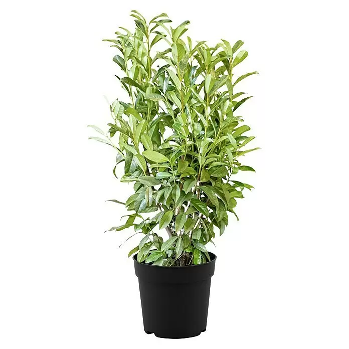 Kirschlorbeer30 Stk., 80 cm - 100 cm, Prunus laurocerasus 'Genolia'