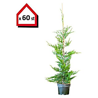 Leyland-Zypresse (60 Stk., Aktuelle Wuchshöhe: 80 cm - 100 cm, Cupressocyparis leylandii)