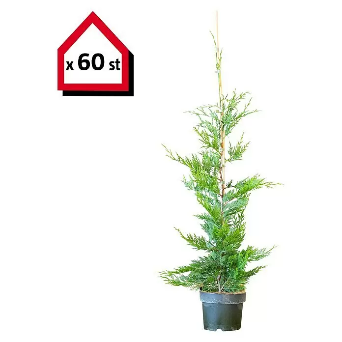 Leyland-Zypresse60 Stk., Aktuelle Wuchshöhe: 80 cm - 100 cm, Cupressocyparis leylandii
