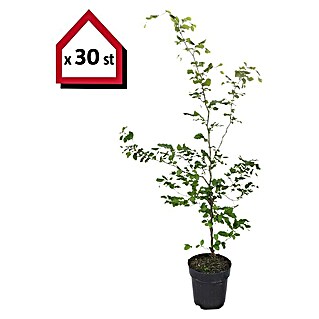 Hainbuche (30 Stk., 175 cm - 200 cm, Carpinus betulus)