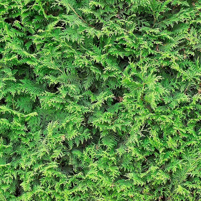 Leyland-Zypresse20 Stk., Aktuelle Wuchshöhe: 175 cm - 200 cm, Cupressocyparis leylandii - Detailaufnahme einer grünen Thujahecke, die eine dichte, natürliche Textur und lebendige Farbe zeigt. Perfekt für Gartendesign-Inspiration.